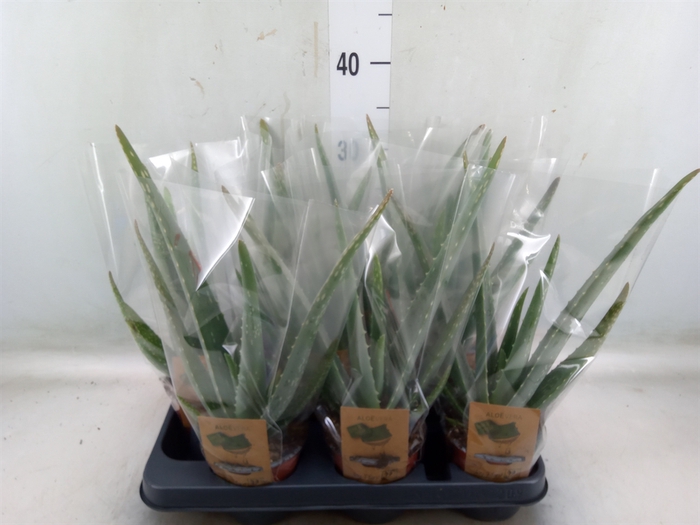 <h4>Aloe vera</h4>