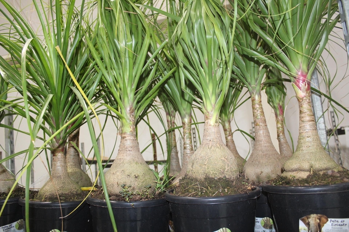 <h4>BEAUCARNEA P24</h4>