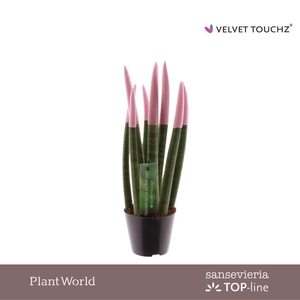 Sansevieria VELVET TOUCHZ® Pastel Roze