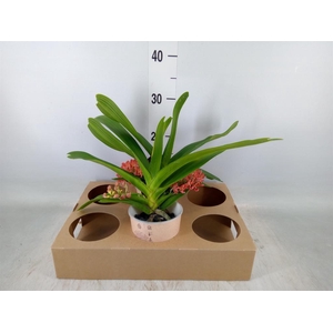 Rhynchostylis gig. 'Aromatiq Evoke'