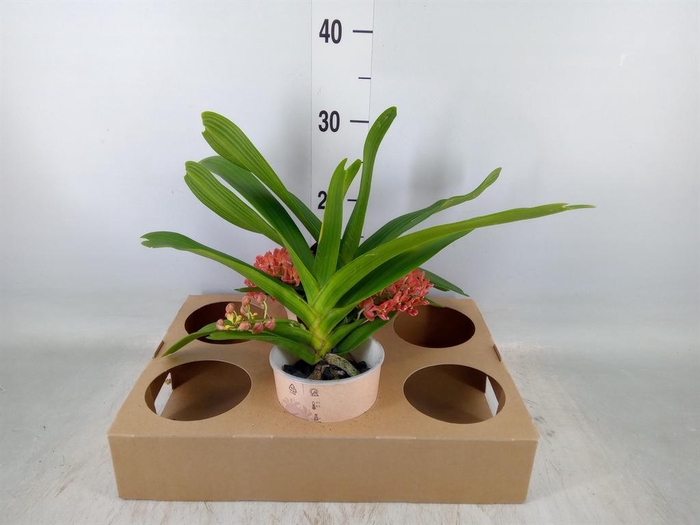 <h4>Rhynchostylis gig. 'Aromatiq Evoke'</h4>