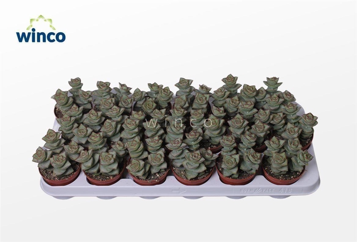 <h4>Crassula Perforata Azul</h4>