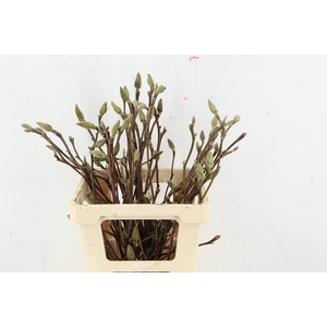 MAGNOLIA RECHT PER BUNCH 060CM