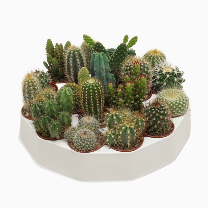 Cactus