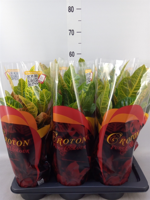 <h4>Codiaeum var. GR 'Excellent'</h4>