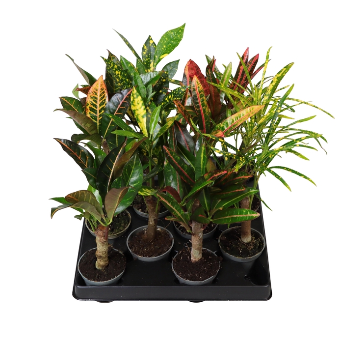 <h4>COD GR GEM</h4>