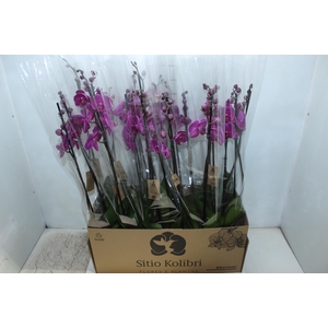 PHAL. 2 HASTES P12 PINK 2 HA MULTIFLORA