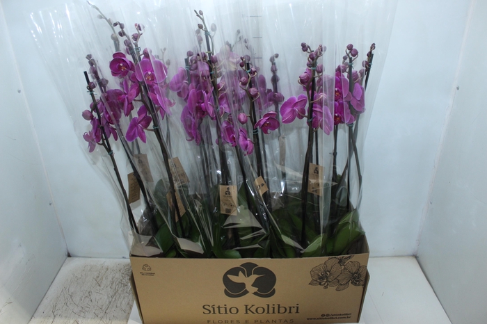 <h4>PHAL. 2 HASTES P12 PINK 2 HA MULTIFLORA</h4>