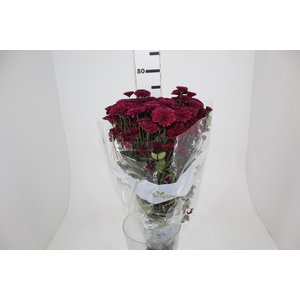 CRISANTEMO SANTINI JINDA 070 CM