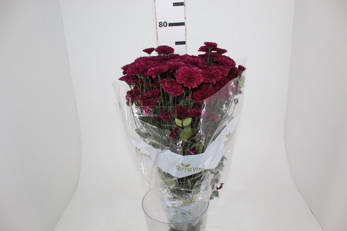 <h4>CRISANTEMO SANTINI JINDA 070 CM</h4>