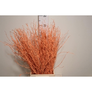 Berk 70cm Bordeaux Pbs