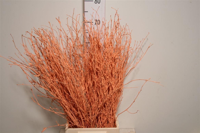 <h4>Berk 70cm Bordeaux Pbs</h4>