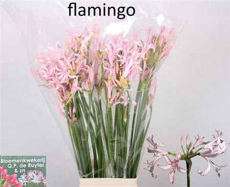 <h4>Nerine Bo Flamingo</h4>