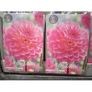 Dahlia   ...flowerbulbs