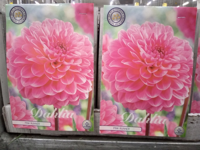 <h4>Dahlia   ...flowerbulbs</h4>