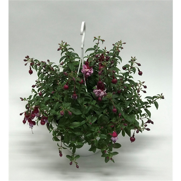 <h4>Fuchsia</h4>