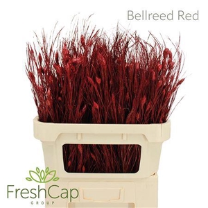 Bellreed Red