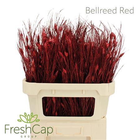<h4>Bellreed Red</h4>