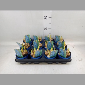 Muscari  'Magic Blue'