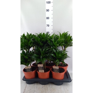 Dracaena frag. 'Compacta'