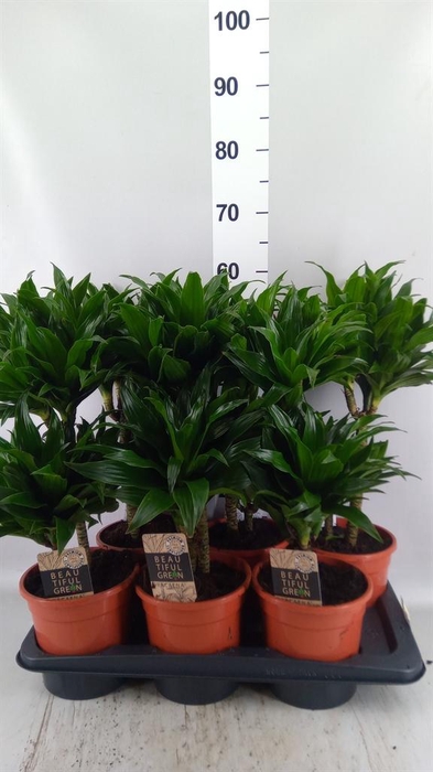 <h4>Dracaena frag. 'Compacta'</h4>