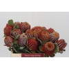 Banksia Coccinea