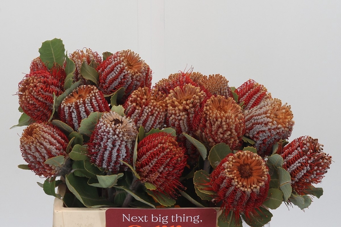 Banksia Coccinea