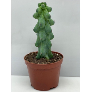 CACTUS OV
