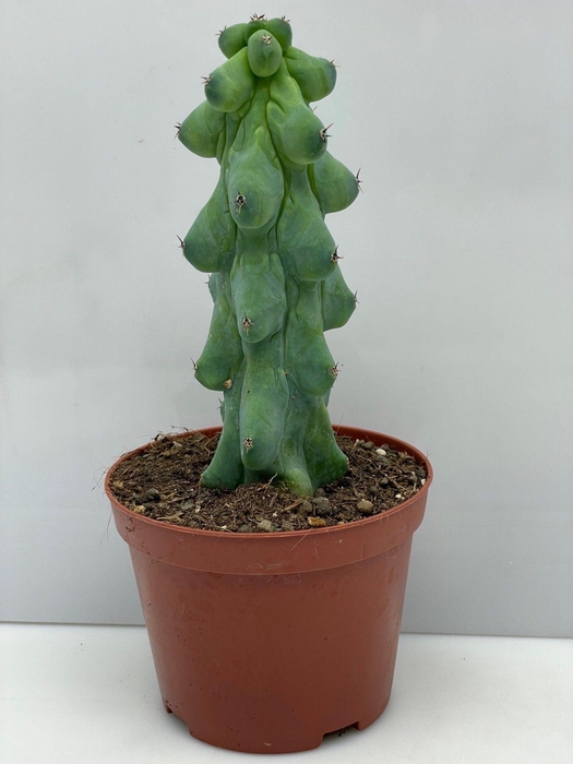 CACTUS OV