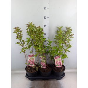 Weigela  'Bristol Ruby'