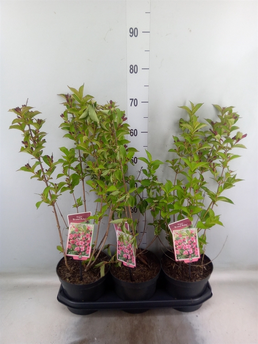 <h4>Weigela  'Bristol Ruby'</h4>