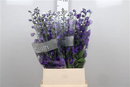 <h4>Delph Du Jewel</h4>