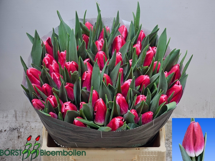 <h4>TU EN KYLIE</h4>