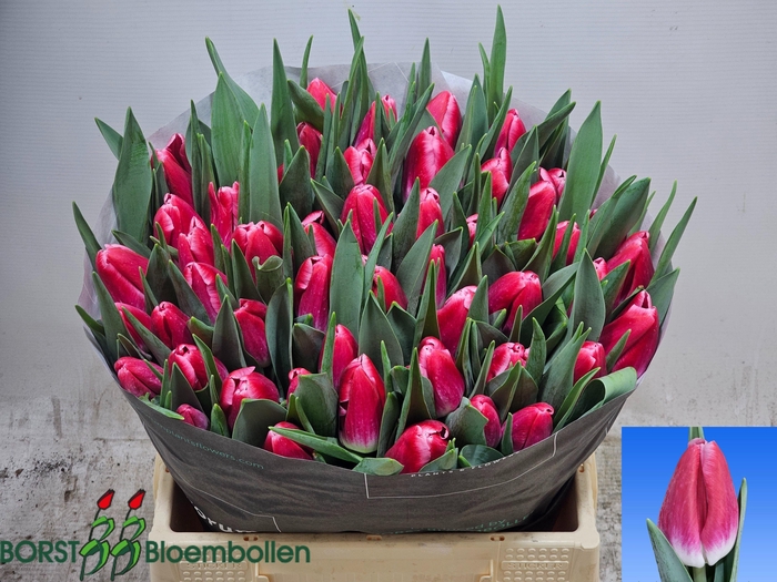 <h4>TU EN KYLIE</h4>