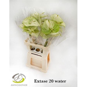 Anthurium Extase