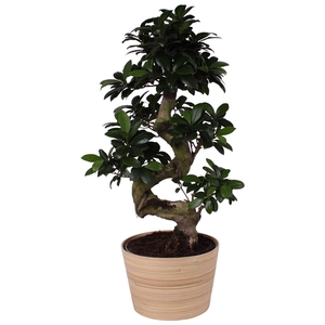 Ficus. Ginseng S-Shape Ø22cm in Ø23cm Ceramic NT465