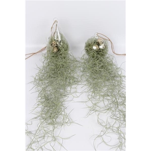 Tillandsia in ovaal en bol glas