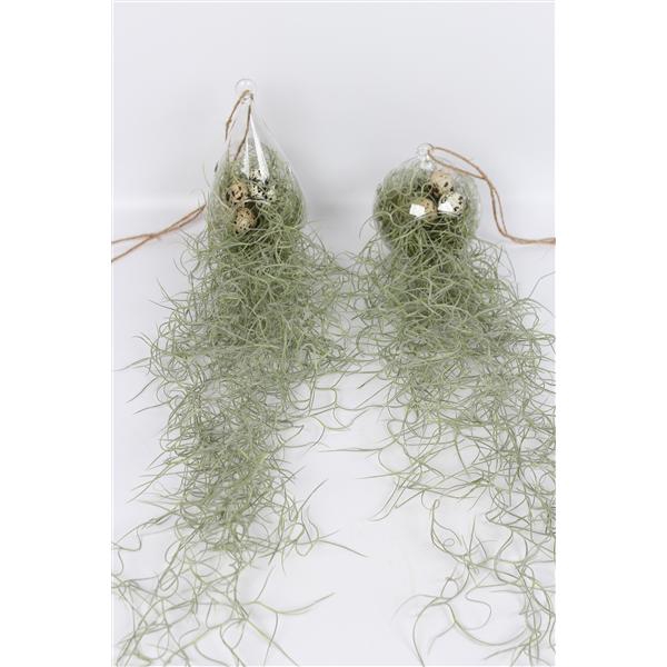 <h4>Tillandsia in ovaal en bol glas</h4>