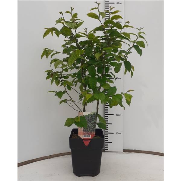 Carpinus betulus P17