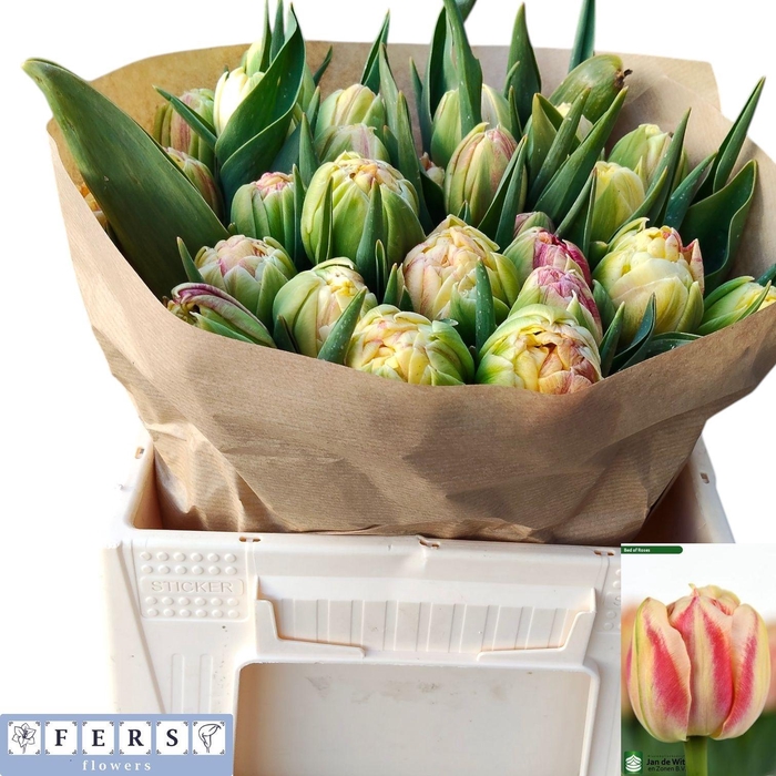 <h4>TU DU BED OF ROSES</h4>