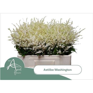 ASTIL JA WASHINGTON