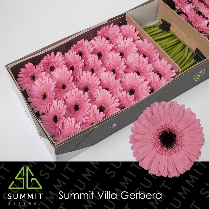 <h4>GE GR PRE INTENZZ</h4>