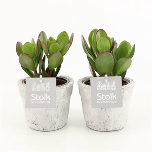 Crassula Ovata 10,5 in stone look pot