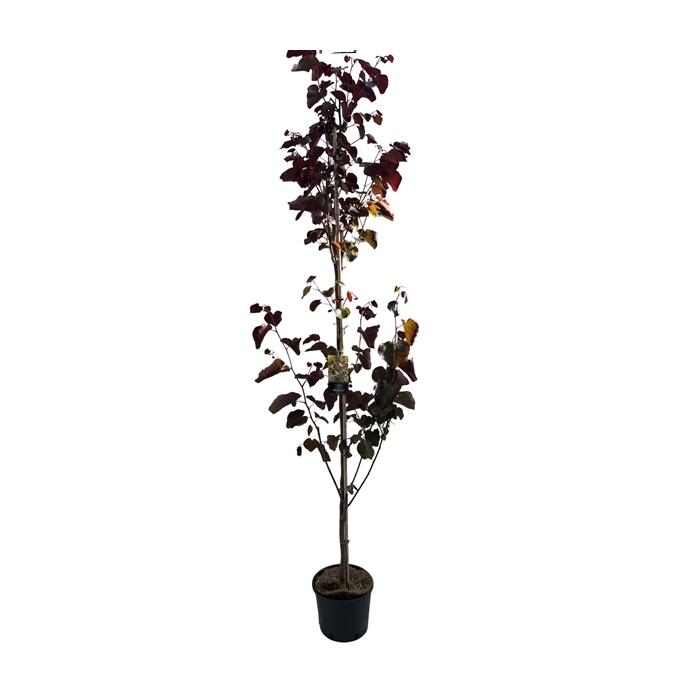 <h4>Cercis can. Merlot 175-200 cm geveerd</h4>