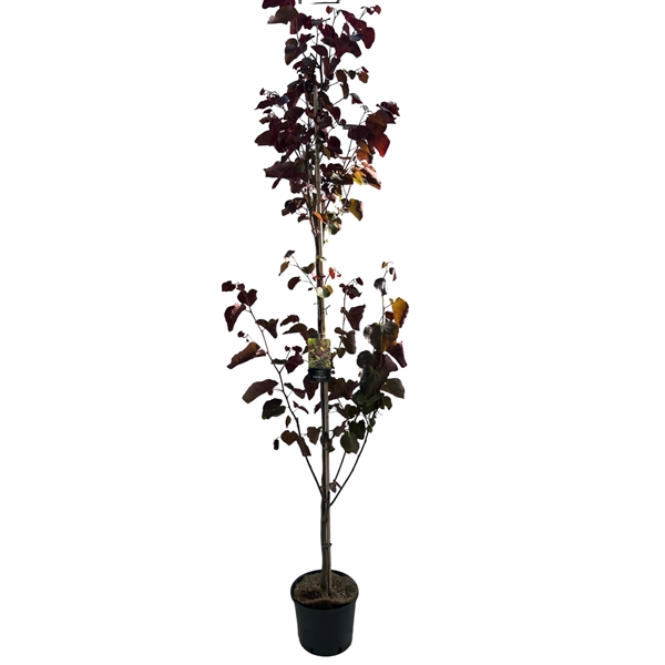 Cercis can. Merlot 175-200 cm geveerd