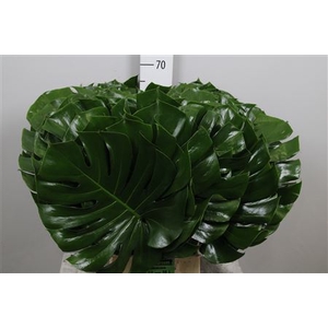 Monstera Blad 35cm