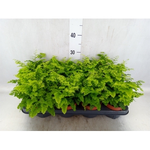 Adiantum raddi. 'Fritz-Luthi'