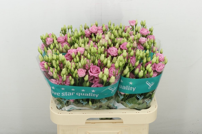 <h4>Eus G Rosi Bright Pink</h4>