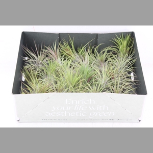 arr3 CP - Till. - Ionantha groen x20