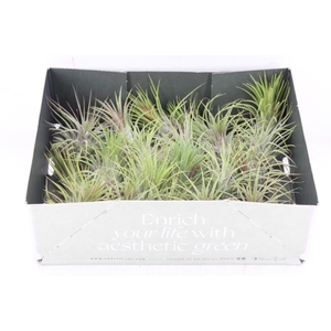 arr3 CP - Till. - Ionantha groen x20